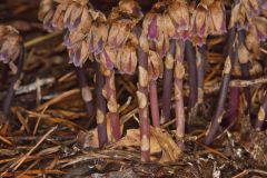 Sweet Pinesap, Monotropsis odorata