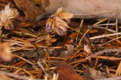 Sweet Pinesap, Monotropsis odorata