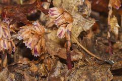 Sweet Pinesap, Monotropsis odorata