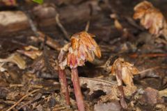 Sweet Pinesap, Monotropsis odorata