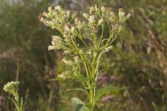 Sweet Scented Indian Plantain, Senecio suaveolens