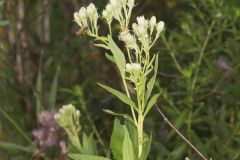 Sweet Scented Indian Plantain, Senecio suaveolens