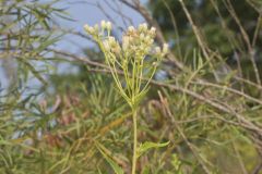 Sweet Scented Indian Plantain, Senecio suaveolens