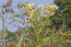 Sweet Scented Indian Plantain, Senecio suaveolens