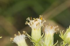 Sweet Scented Indian Plantain, Senecio suaveolens