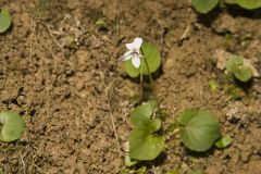 Sweet White Violet, Viola blanda