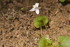 Sweet White Violet, Viola blanda