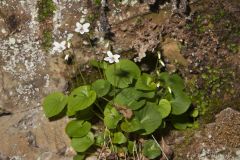 Sweet White Violet, Viola blanda