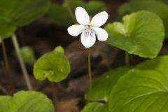 Sweet White Violet, Viola blanda