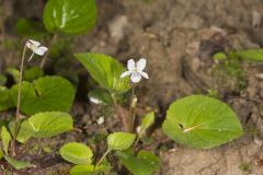 Sweet White Violet, Viola blanda