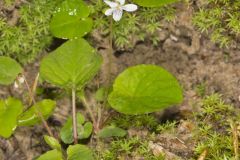 Sweet White Violet, Viola blanda