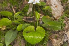 Sweet White Violet, Viola blanda