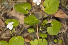 Sweet White Violet, Viola blanda