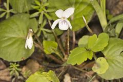 Sweet White Violet, Viola blanda