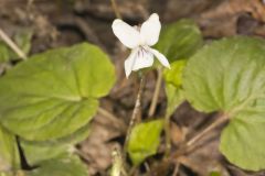 Sweet White Violet, Viola blanda