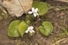 Sweet White Violet, Viola blanda