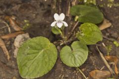 Sweet White Violet, Viola blanda