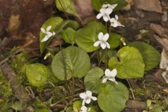 Sweet White Violet, Viola blanda