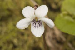Sweet White Violet, Viola blanda