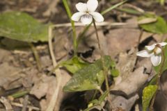 Sweet White Violet, Viola blanda