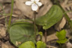 Sweet White Violet, Viola blanda