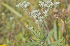 Tall Boneset, Eupatorium altissimum