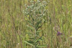 Tall Boneset, Eupatorium altissimum