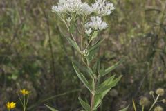 Tall Boneset, Eupatorium altissimum