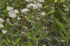 Tall Boneset, Eupatorium altissimum