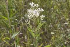 Tall Boneset, Eupatorium altissimum