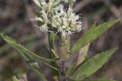 Tall Boneset, Eupatorium altissimum