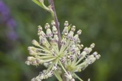 Tall Green Milkweed, Asclepias hirtella
