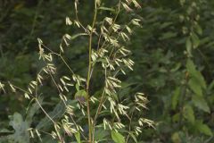 Tall Rattlesnakeroot, Nabalus altissimus