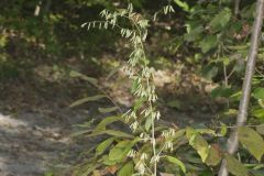 Tall Rattlesnakeroot, Nabalus altissimus