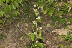 Tall Rattlesnakeroot, Nabalus altissimus