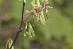 Tall Rattlesnakeroot, Nabalus altissimus