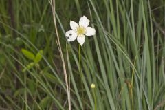 Tall Thimbleweed, Anemone virginiana