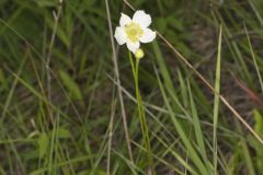 Tall Thimbleweed, Anemone virginiana