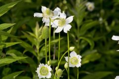 Tall Thimbleweed, Anemone virginiana