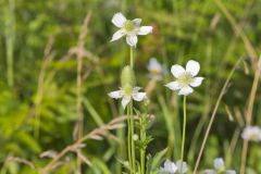 Tall Thimbleweed, Anemone virginiana