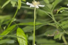 Tall Thimbleweed, Anemone virginiana