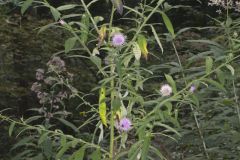 Tall Thistle, Cirsium altissimum