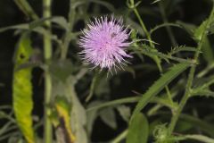 Tall Thistle, Cirsium altissimum