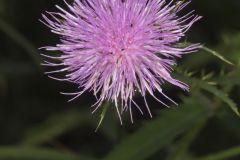 Tall Thistle, Cirsium altissimum