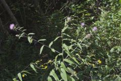 Tall Thistle, Cirsium altissimum