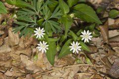 Tennessee Starwort, Stellaria corei