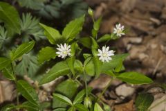 Tennessee Starwort, Stellaria corei