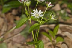 Tennessee Starwort, Stellaria corei