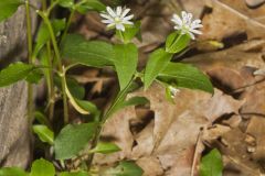 Tennessee Starwort, Stellaria corei