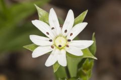 Tennessee Starwort, Stellaria corei